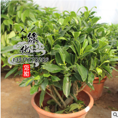 苗圃直销非洲茉莉 盆栽批发 美观大气 规格齐全 非洲茉莉 现货