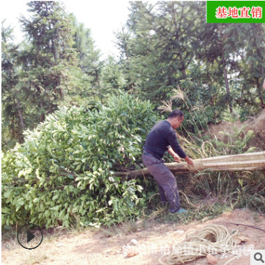 批发香泡柚子树 供应园林工程绿化苗木精品常绿乔木 苗圃基地直销图1
