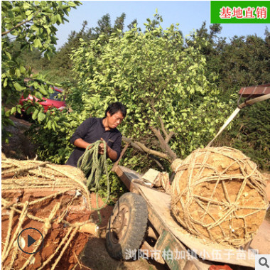 批发香泡柚子树 供应园林工程绿化苗木精品常绿乔木 苗圃基地直销图2