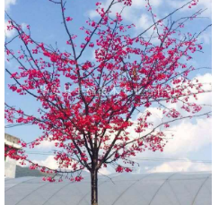 福建漳州阿里山樱花