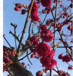 福建漳州八重樱