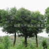 福建泉州12公分天竺桂工程苗 福建骨架天竺桂批发 福建天竺桂最新价格