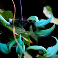 园林稀有观花藤蔓植物——绿玉藤的栽培技术