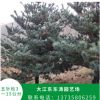 园艺场种植五针松树 行道绿化树易栽培易管理量大从优 园艺基地
