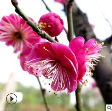 厂家批发四季梅花造型盆栽树苗 园林绿化腊梅花卉植物 规格齐全
