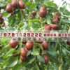 果树苗 嫁接长红枣树苗 工程绿化用苗 产量高 好吃 沾化枣树 冬枣