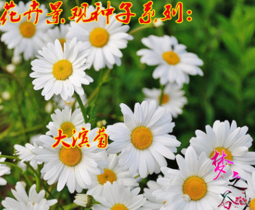 大滨菊种子园林景观庭院花卉种子多年生花种子公斤批发包邮