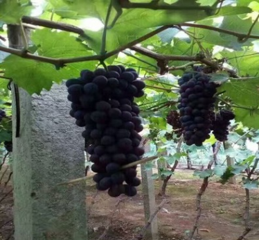 厂家大量出售优质葡萄苗 葡萄苗新品种 夏黑葡萄苗