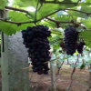 厂家大量出售优质葡萄苗 葡萄苗新品种 夏黑葡萄苗