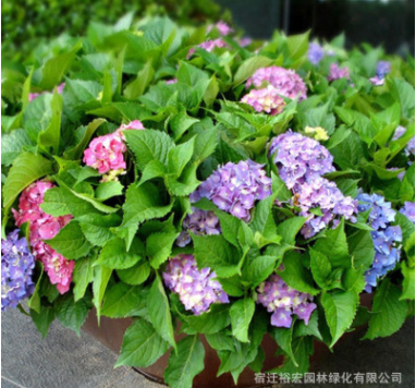 批发八仙绣球花苗 庭院盆栽花卉植物八仙花