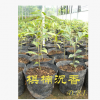 龙珠岛品质保证 越南奇楠沉香苗 珍贵树种 沉香树