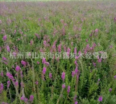 常年供应优质水生植物千屈菜 千屈草 价格低廉图3