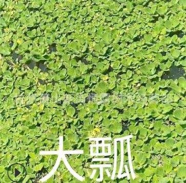 常年供应优质水生植物千屈菜 千屈草 价格低廉图1