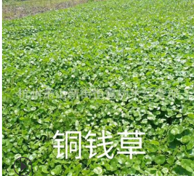 常年供应优质水生植物千屈菜 千屈草 价格低廉图2
