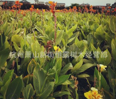 美人蕉 红花黄花 水生粉花美人蕉 水生植物图1