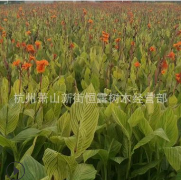 美人蕉 红花黄花 水生粉花美人蕉 水生植物图3