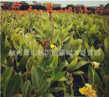 美人蕉 红花黄花 水生粉花美人蕉 水生植物图2