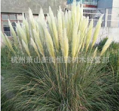 鸢尾 水生鸢尾蓝花鸢尾 观花植物 水生植物 净化水质 河道绿化图2