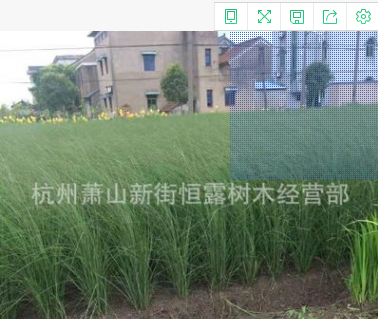 鸢尾 水生鸢尾蓝花鸢尾 观花植物 水生植物 净化水质 河道绿化图1