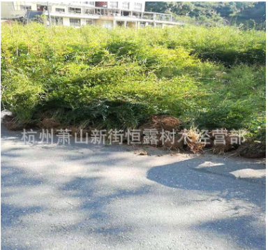凤尾竹 慈孝竹 工程苗木绿化 基地直销 庭院绿化 青竹 紫竹图2