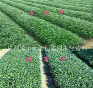 批发麦冬草 阔叶麦冬草 金边麦冬草 矮叶麦冬草兰花三七草玉龙草图2