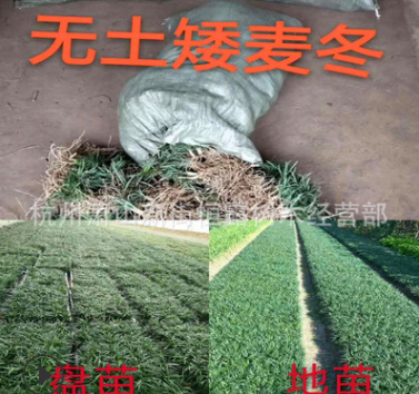批发麦冬草 阔叶麦冬草 金边麦冬草 矮叶麦冬草兰花三七草玉龙草图3