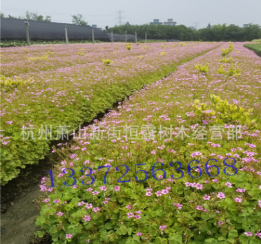 批发供应粉花酢浆草 醡浆草 品种齐全 量大从优 紫叶醡浆草图3