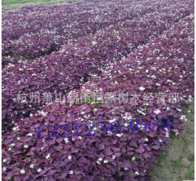 批发供应粉花酢浆草 醡浆草 品种齐全 量大从优 紫叶醡浆草