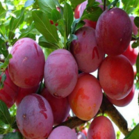 关于果树苗木——李子品种简介