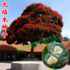 火焰木种子 火焰树 苞萼木 批发进口花木种子
