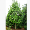 直供精品杨梅树 规格齐全 高5米2.5米冠胸径10公分