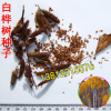 白桦树种子 粉桦桦树桦木桦皮树