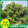 【全冠天竺桂】苗圃供应各个规格乔木基地常绿园艺树行道风景树