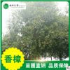 【香樟树】苗圃直销供应绿化植物工程园林苗木绿化常绿乔木