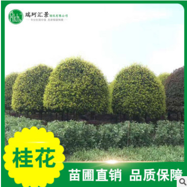 供应桂花树供应8-9公分苗绿化耐寒四季绿色景观园林绿化