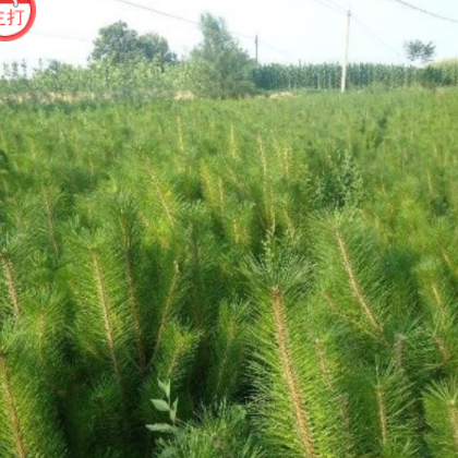 庆阳市西峰区锦顺裕养殖 油松 单品主打