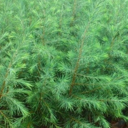 庆阳市西峰区锦顺裕 雪松