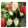 红颜草莓苗基地繁育红颜草莓苗一代脱毒苗产量高易成活