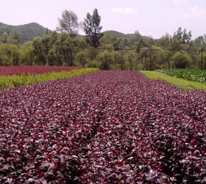 海棠 王族海棠 光辉海棠 绚丽海棠 北美海棠
