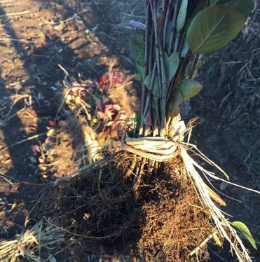 长期批发黑果花楸 黑果腺肋花楸价格便宜规格齐全