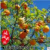 基地批发庭院种植果树苗 橙子树苗 香橙苗 嫁接果树苗 易养活