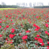红帽月季 花色艳丽 北京红帽月季 观花植物 花期长 价格低