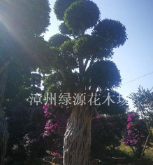 福建漳州造型小叶榕