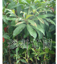 福建福州木荷树 木荷小苗 木荷价格