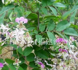 福建漳州仪花树(绿化优良品种)