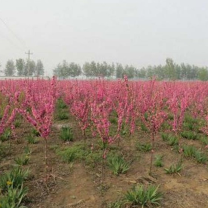 绿化苗木基地大量现货供应 优质红叶碧桃小苗