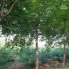 苗圃直销原生五角枫10公分以上 树型优美 冠幅好