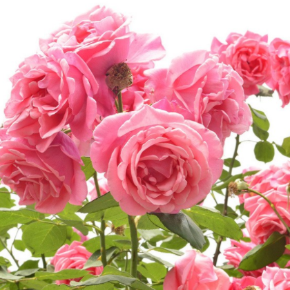 供应基地直销小苗月季月季花 藤本月季 爬藤植物市政园林绿化