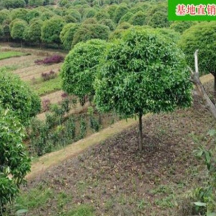 批发 湖南桂花树 5至10公分丹/金/银桂 苗木 绿化 质量保证