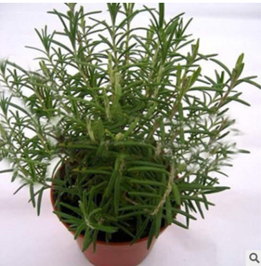 基地直销 香草植物迷迭香盆栽 香味可提神醒脑 净化空气 易养活图2